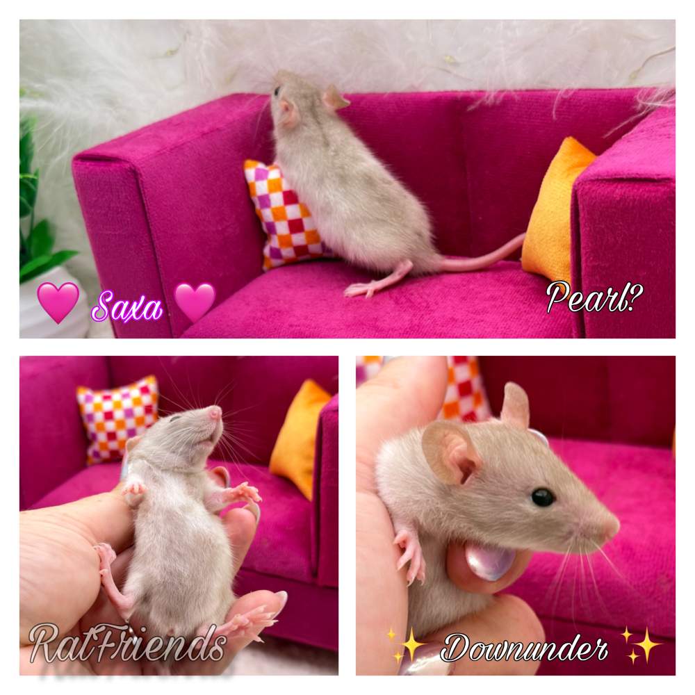 Fancy rat Breeder Rattus norvegicus 