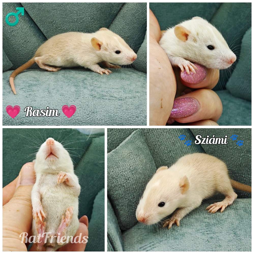 Fancy rat Available for rehoming Rattus norvegicus 