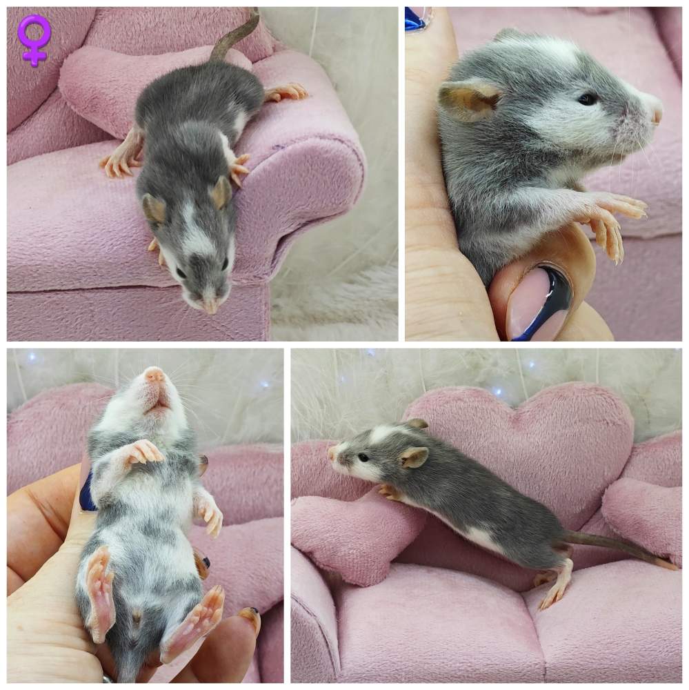 Fancy rat Breeder Rattus norvegicus 