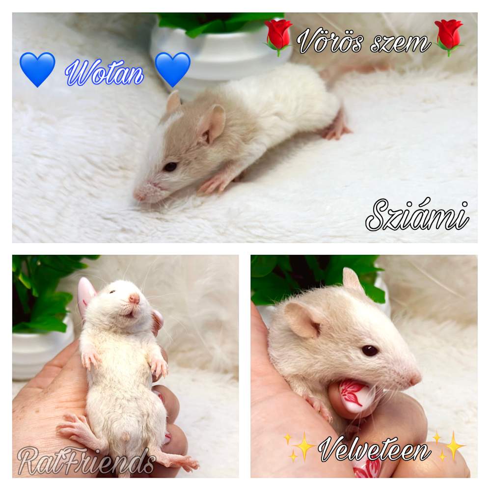Fancy rat Available for rehoming Rattus norvegicus 