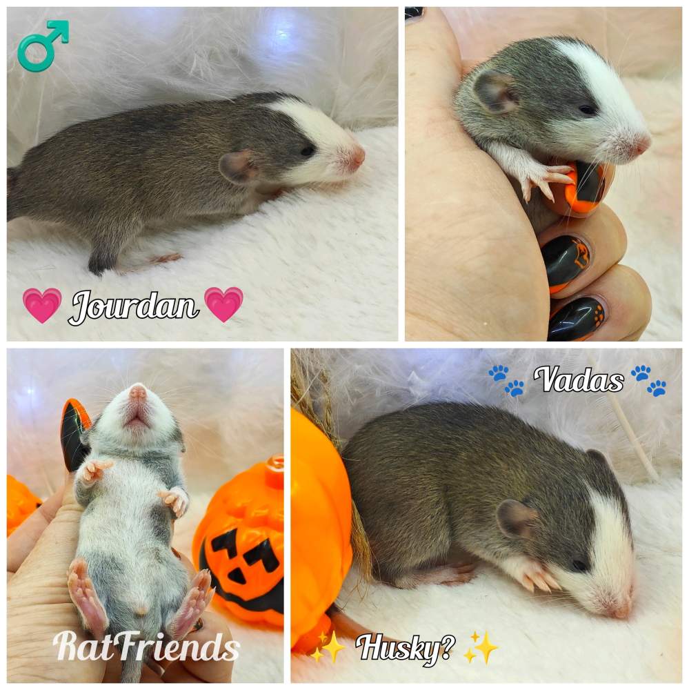 Fancy rat Owned by other Rattus norvegicus 