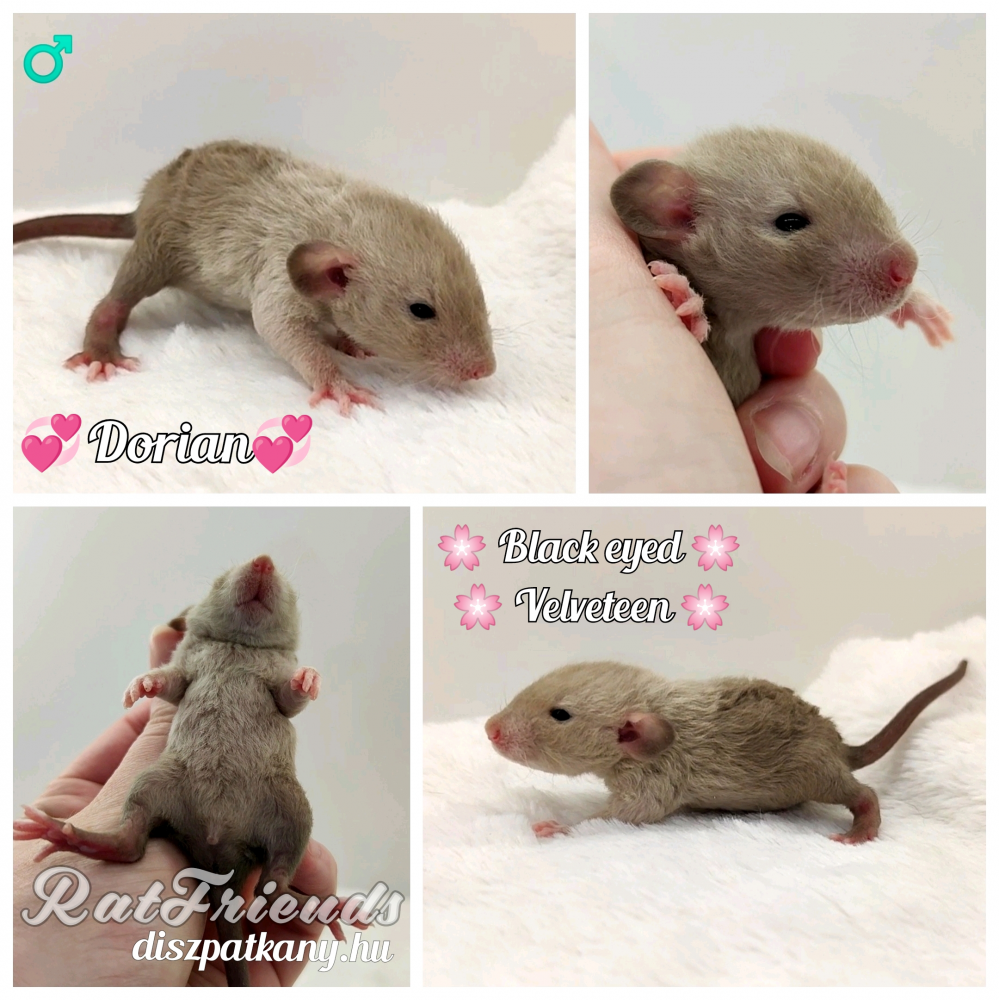 Fancy rat Owned by other Rattus norvegicus 