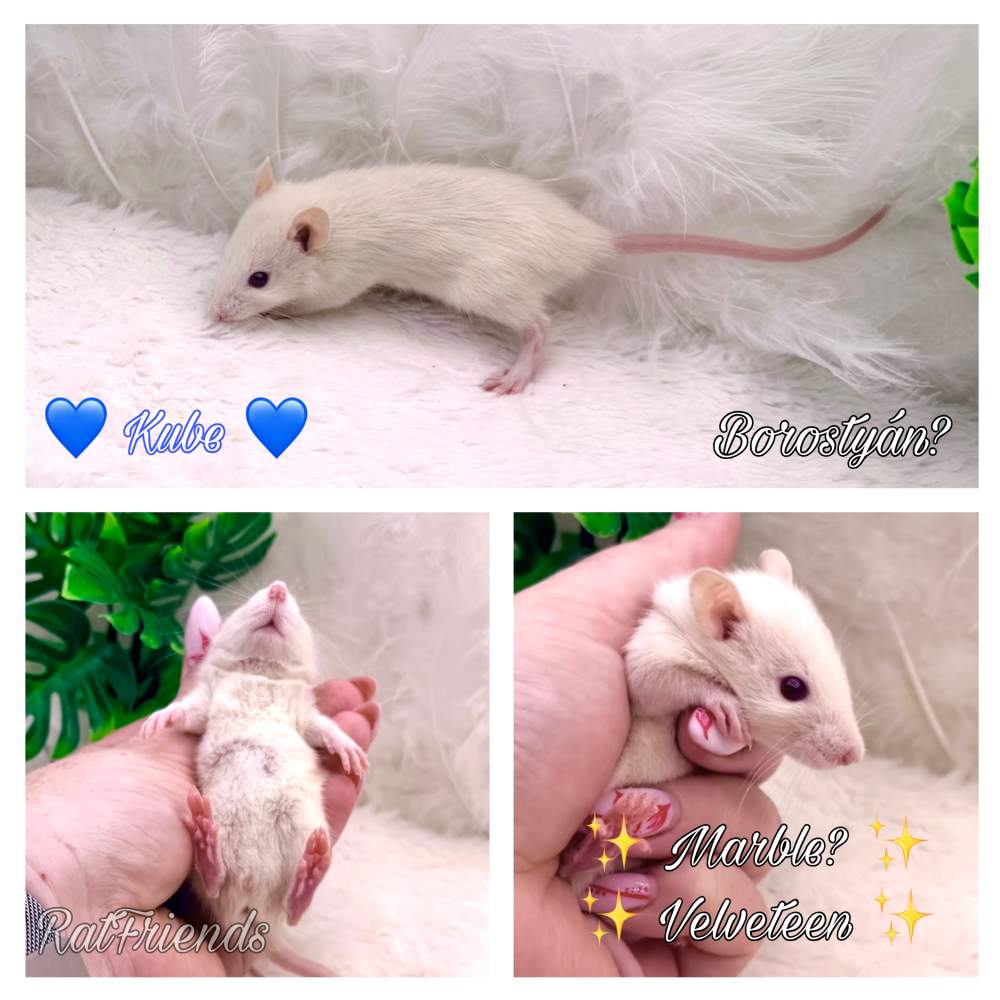 Fancy rat Breeder Rattus norvegicus 