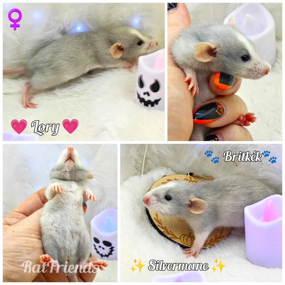 Fancy rat Owned by other Rattus norvegicus 