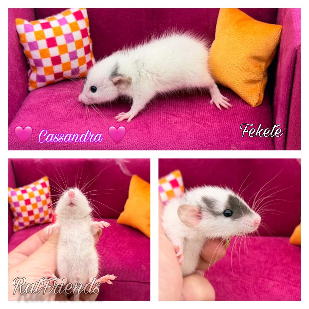 Fancy rat Available for rehoming Rattus norvegicus 