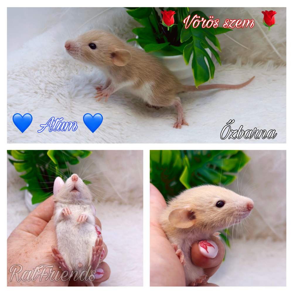 Fancy rat Available for rehoming Rattus norvegicus 