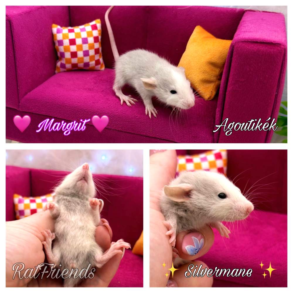 Fancy rat Available for rehoming Rattus norvegicus 