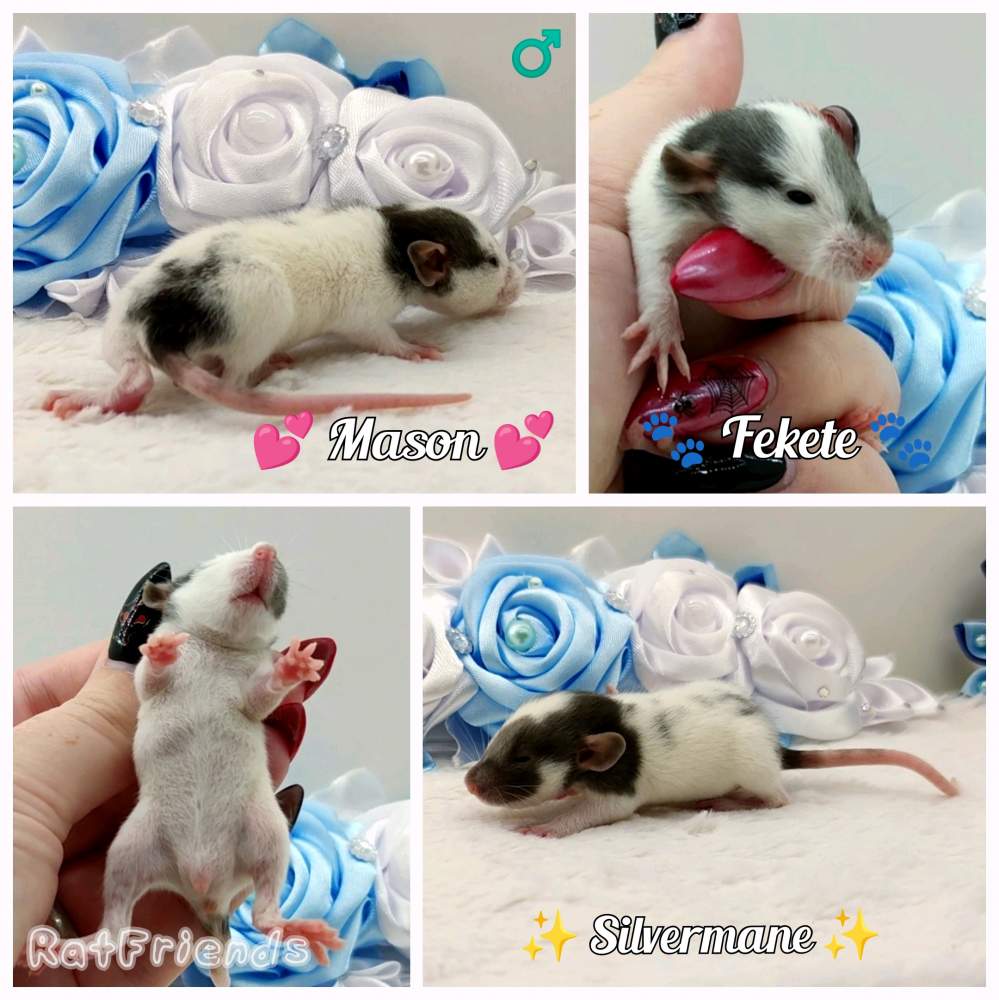 Fancy rat Breeder Rattus norvegicus 