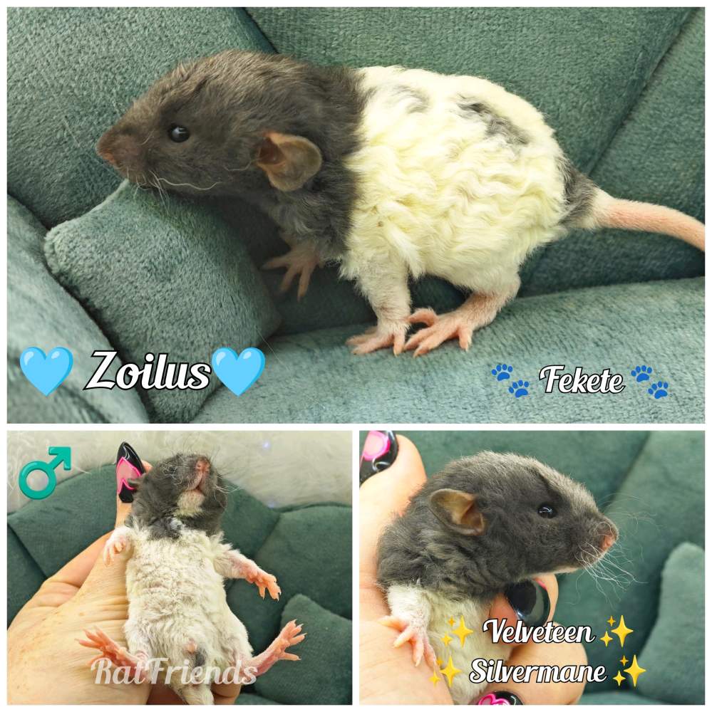 Fancy rat Available for rehoming Rattus norvegicus 