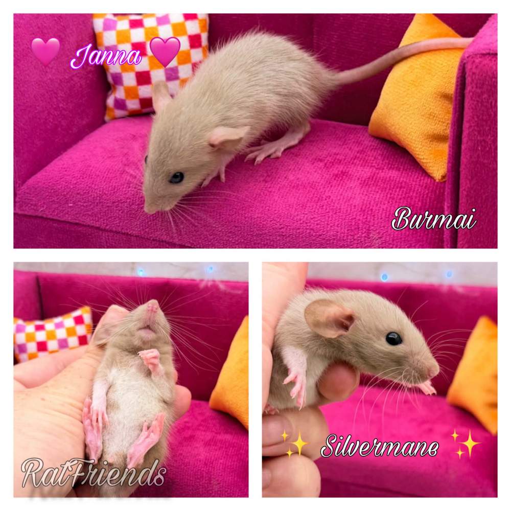 Fancy rat Available for rehoming Rattus norvegicus 