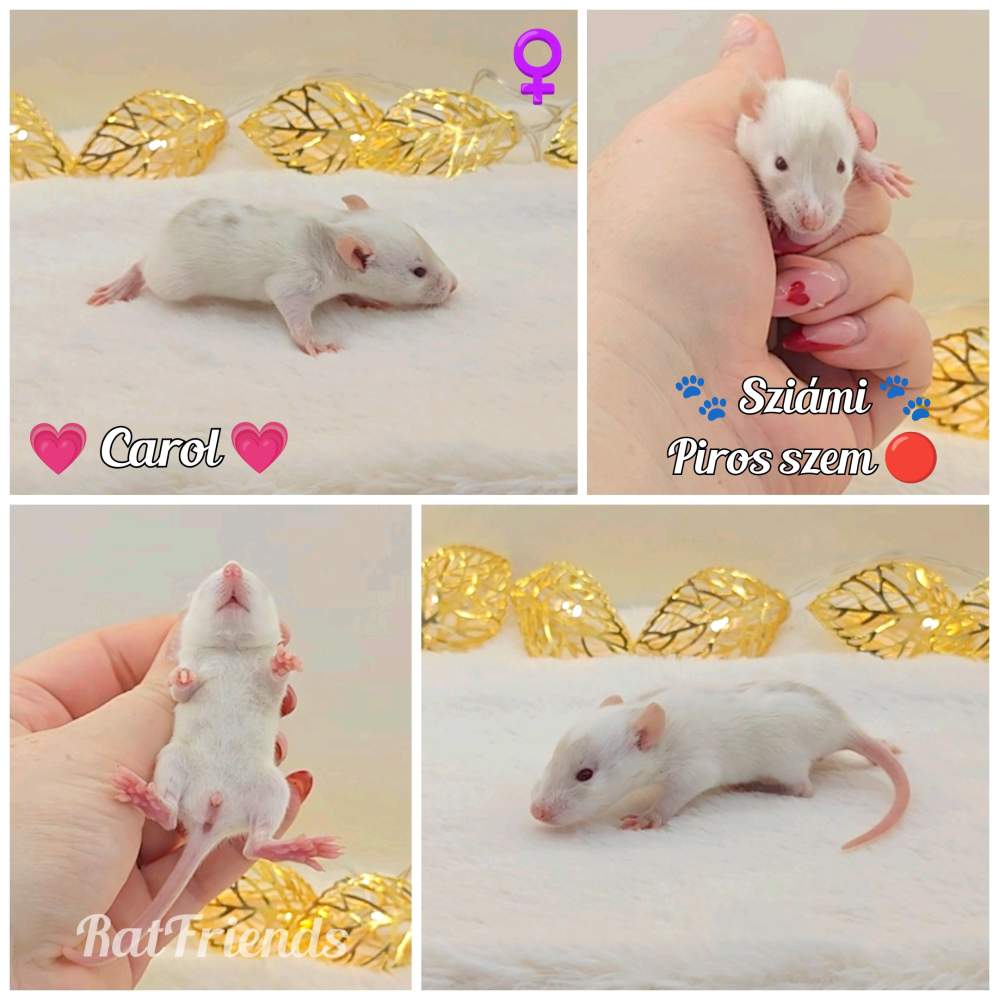 Fancy rat Owned by other Rattus norvegicus 