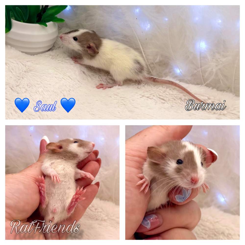 Fancy rat Available for rehoming Rattus norvegicus 