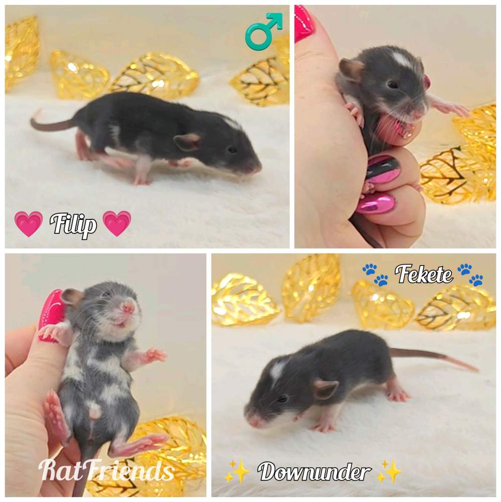 Fancy rat Owned by other Rattus norvegicus 