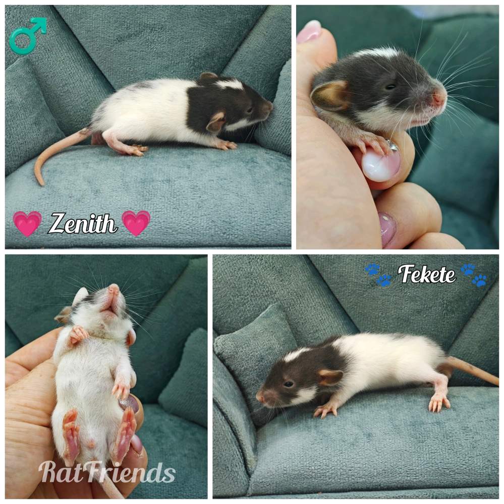 Fancy rat Available for rehoming Rattus norvegicus 