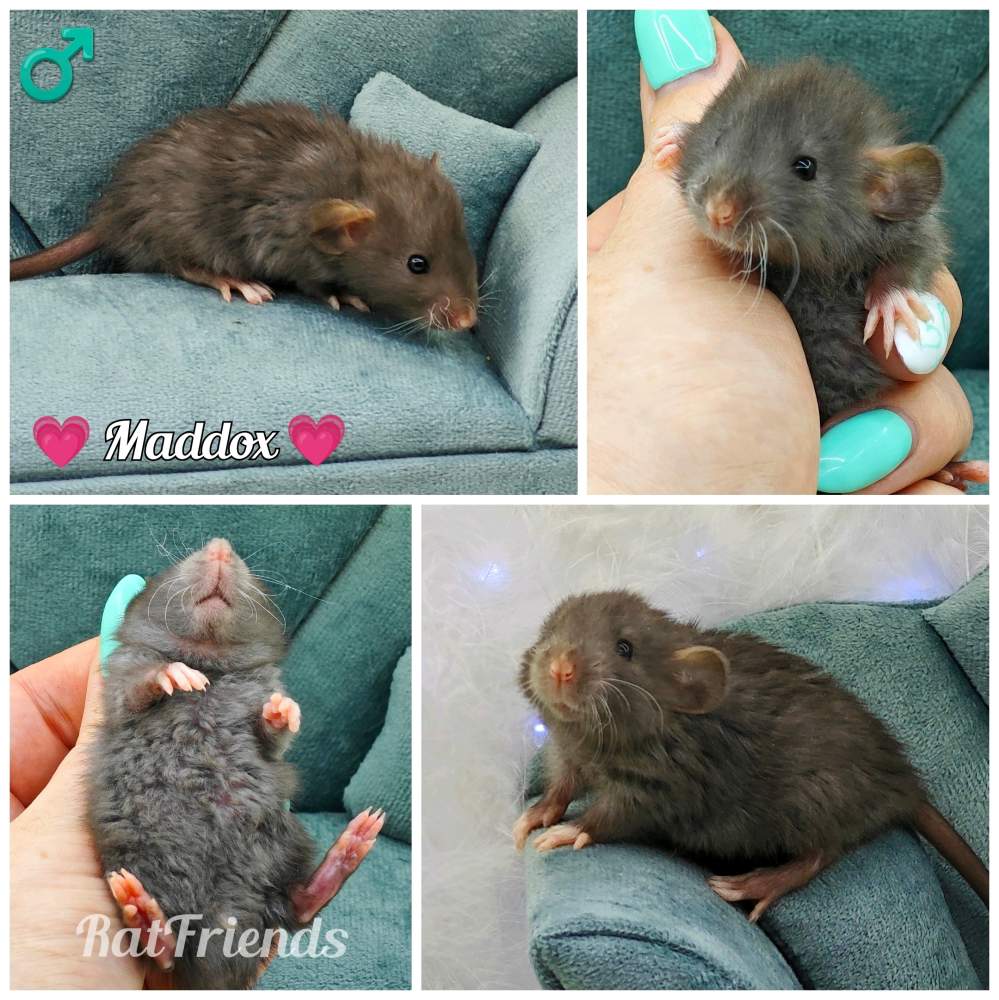 Fancy rat Owned by other Rattus norvegicus 