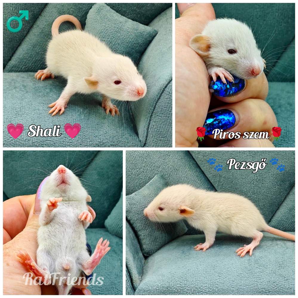 Fancy rat Owned by other Rattus norvegicus 