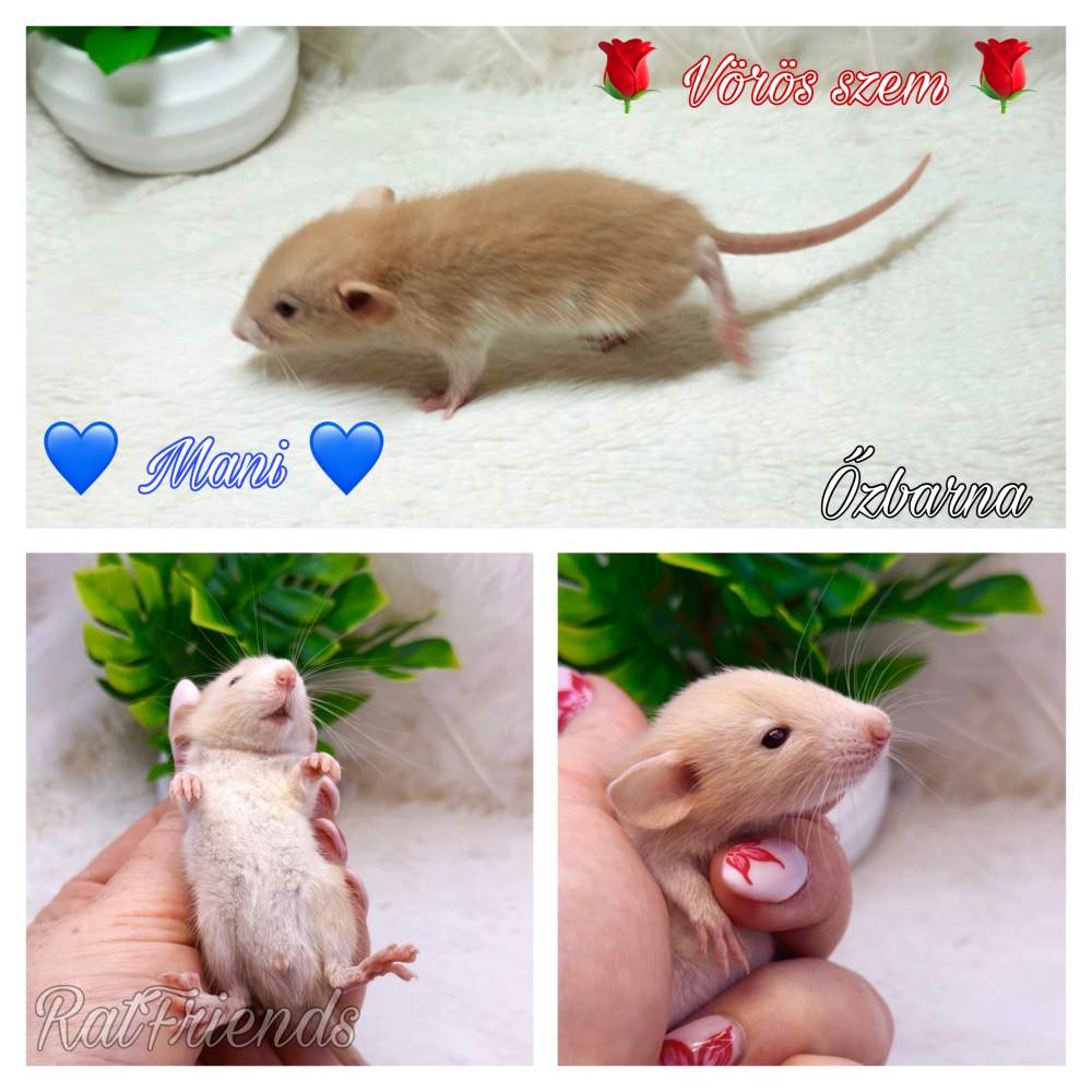 Fancy rat Available for rehoming Rattus norvegicus 