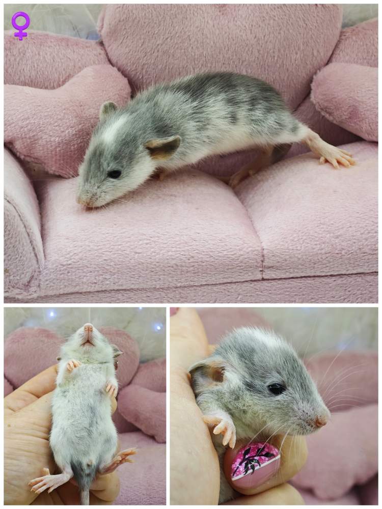 Fancy rat Breeder Rattus norvegicus 