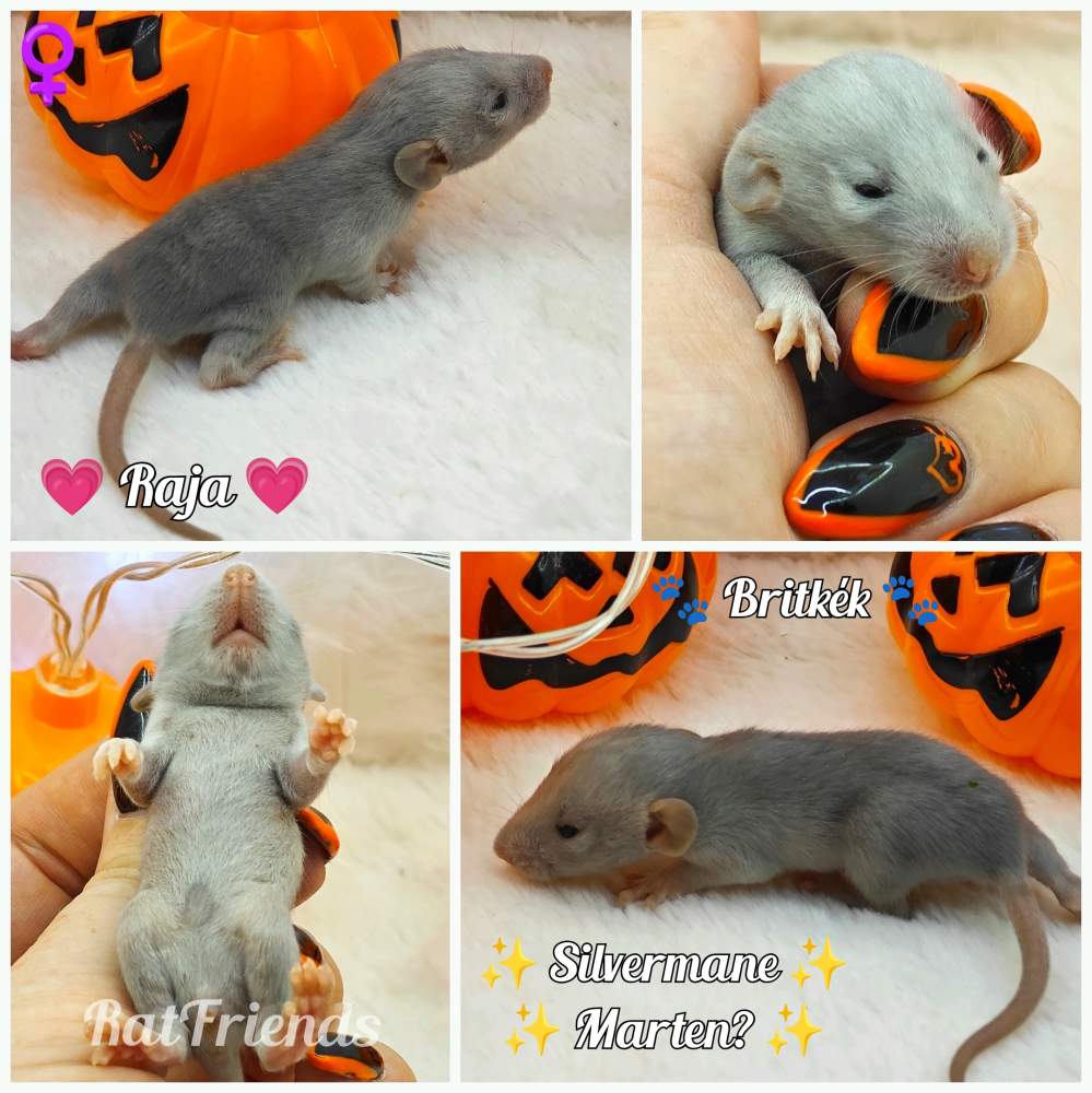 Fancy rat Owned by other Rattus norvegicus 