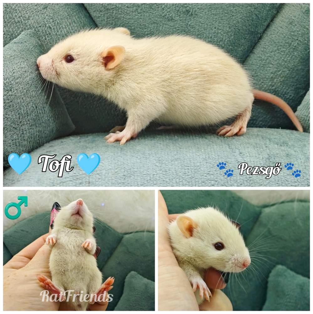 Fancy rat Available for rehoming Rattus norvegicus 