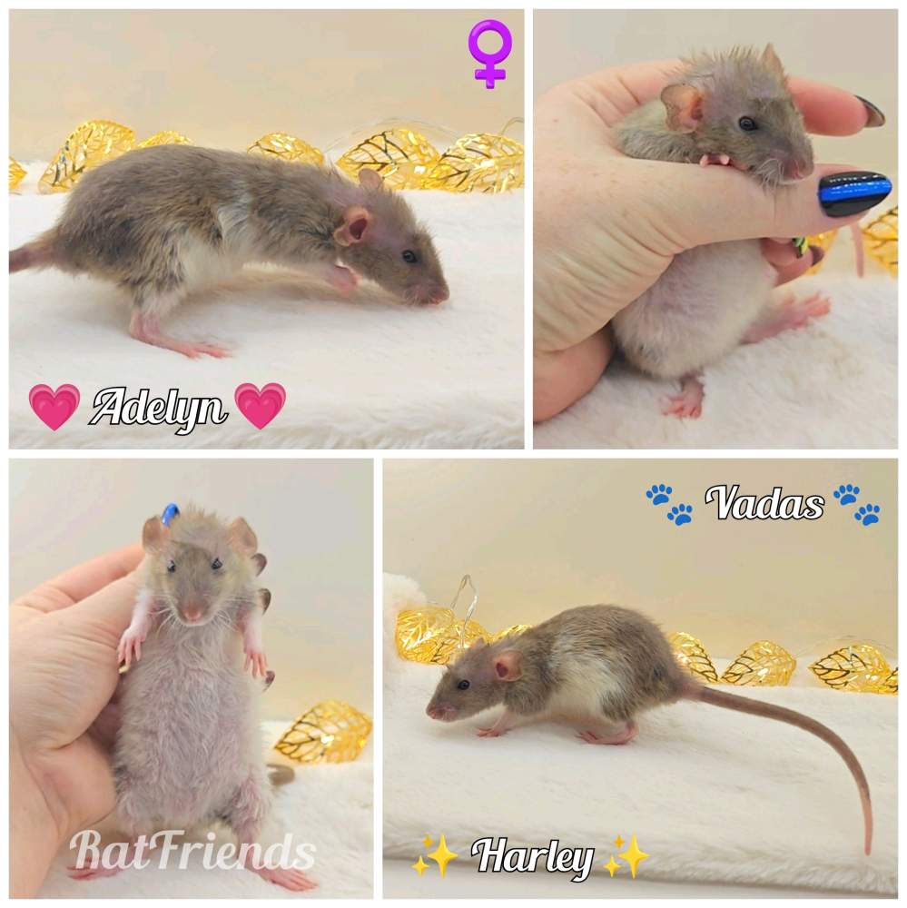 Fancy rat Owned by other Rattus norvegicus 