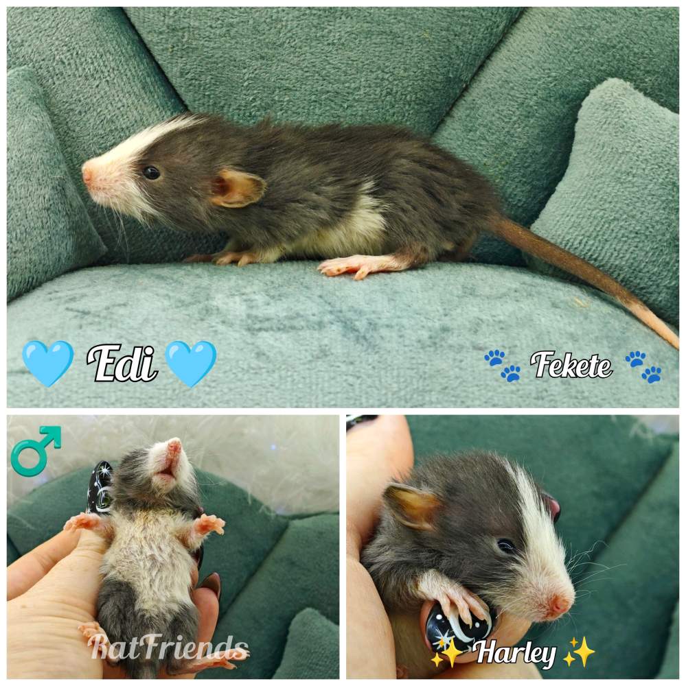 Fancy rat Show animal Rattus norvegicus 