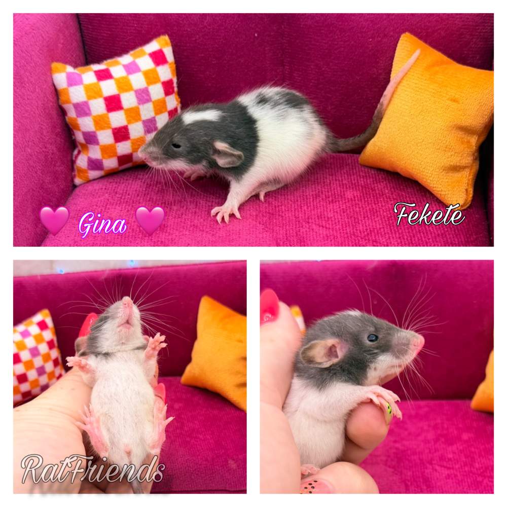 Fancy rat Available for rehoming Rattus norvegicus 
