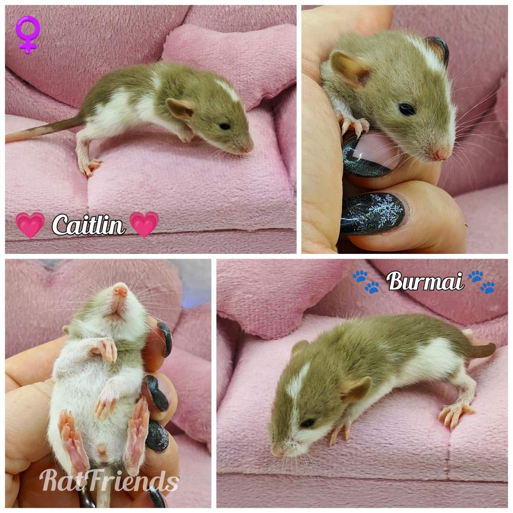 Fancy rat Breeder Rattus norvegicus 