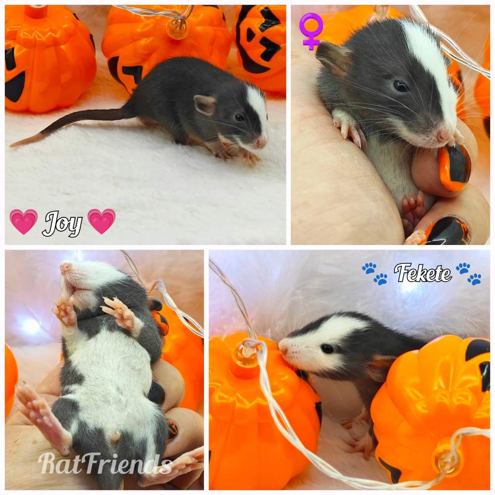 Fancy rat Owned by other Rattus norvegicus 