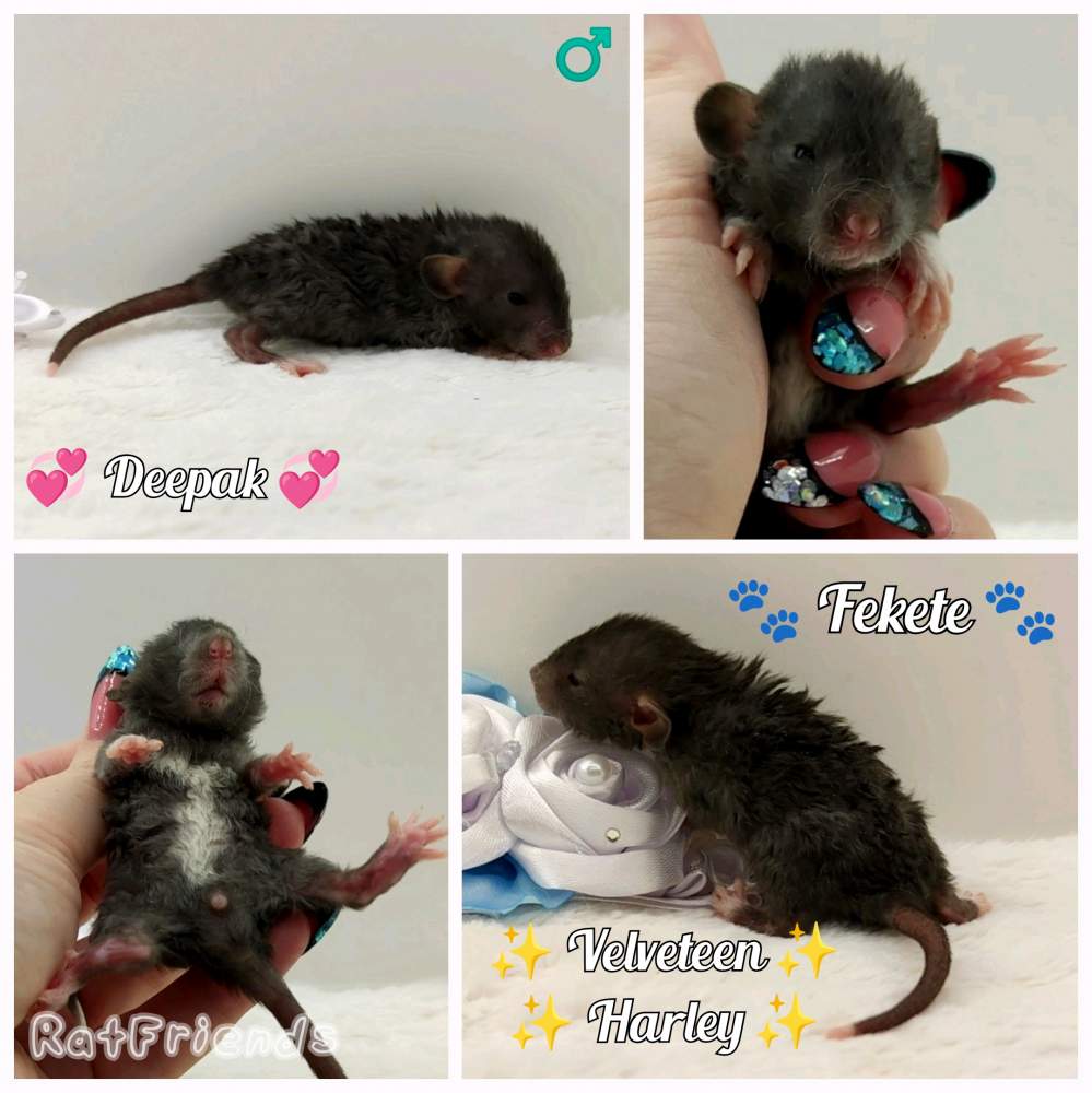 Fancy rat Breeder Rattus norvegicus 