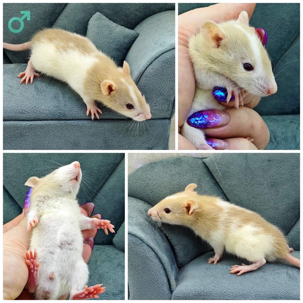 Fancy rat Owned by other Rattus norvegicus 