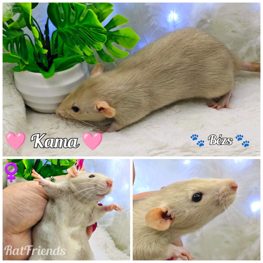 Fancy rat Breeder Rattus norvegicus 