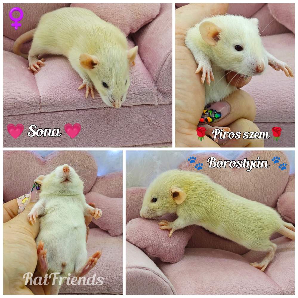 Fancy rat Breeder Rattus norvegicus 