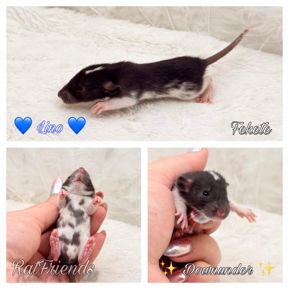 Fancy rat Breeder Rattus norvegicus 