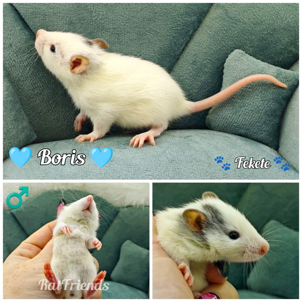Fancy rat Available for rehoming Rattus norvegicus 