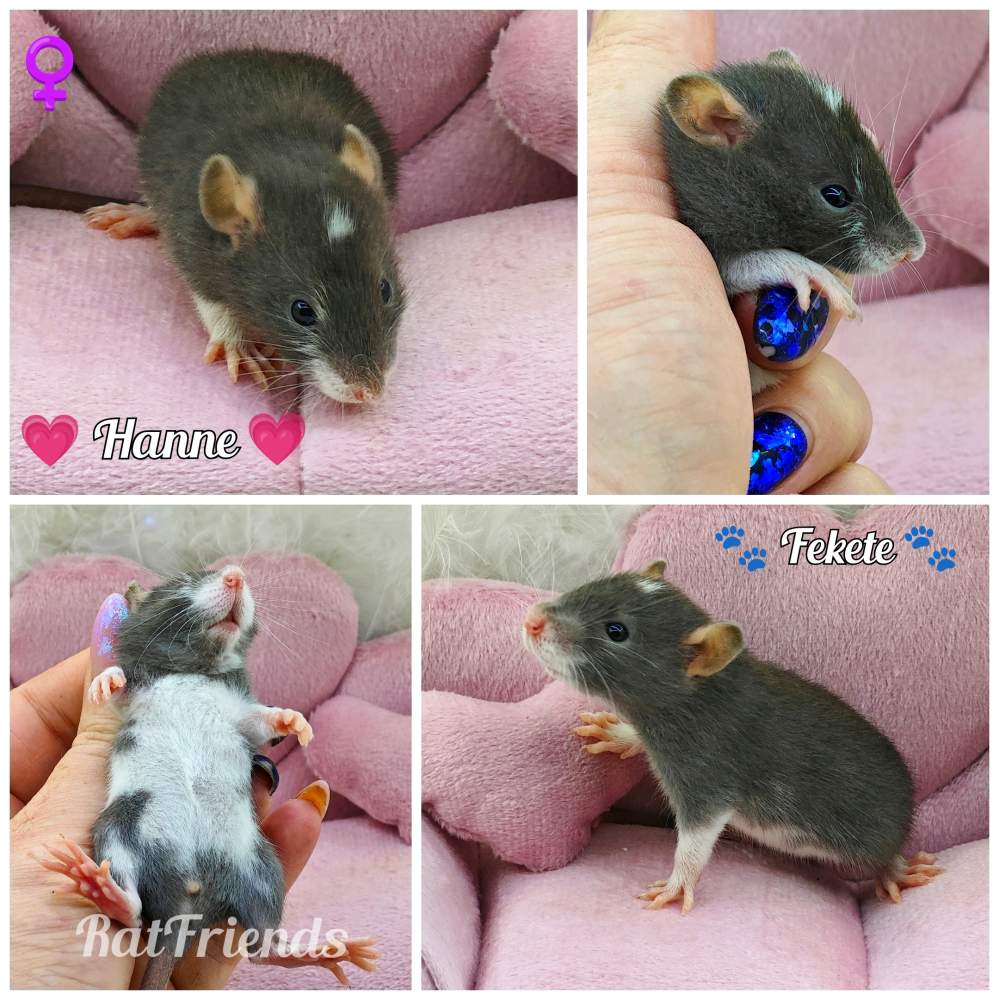 Fancy rat Owned by other Rattus norvegicus 
