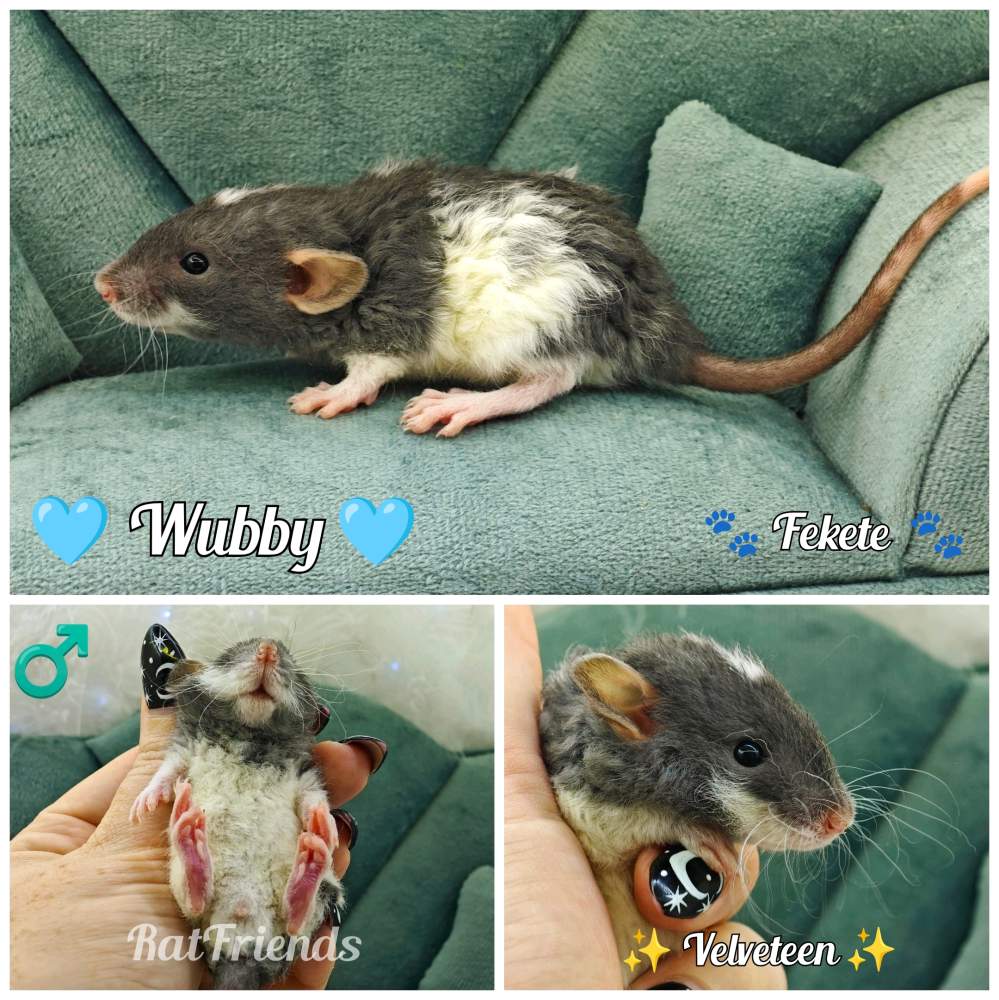 Fancy rat Breeder Rattus norvegicus 