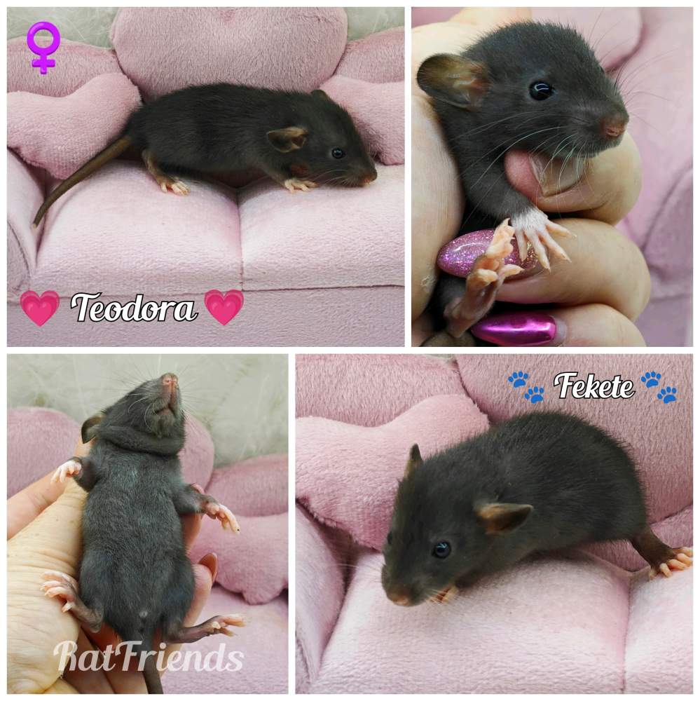 Fancy rat Available for rehoming Rattus norvegicus 