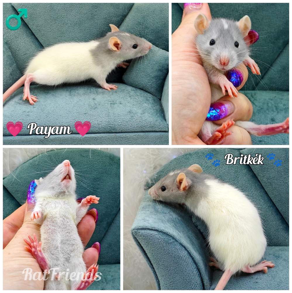 Fancy rat Rehomed Rattus norvegicus 