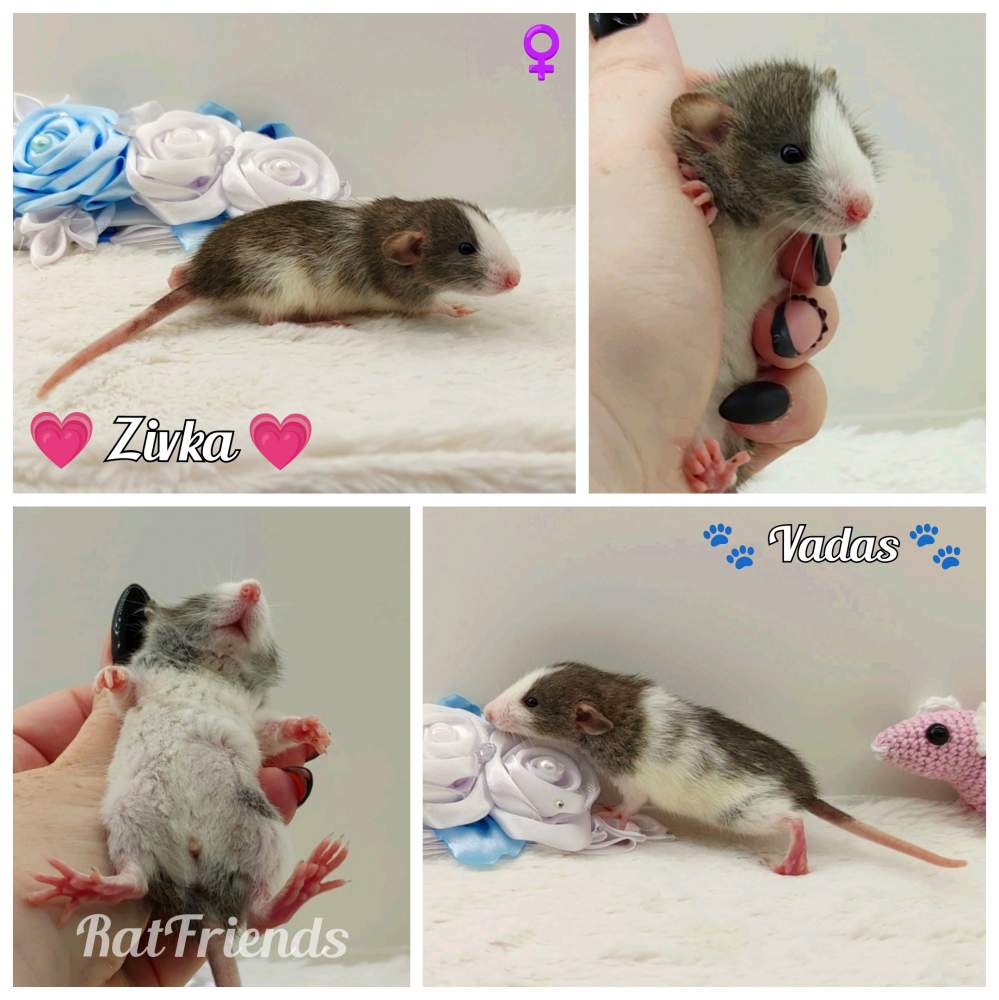 Fancy rat Owned by other Rattus norvegicus 
