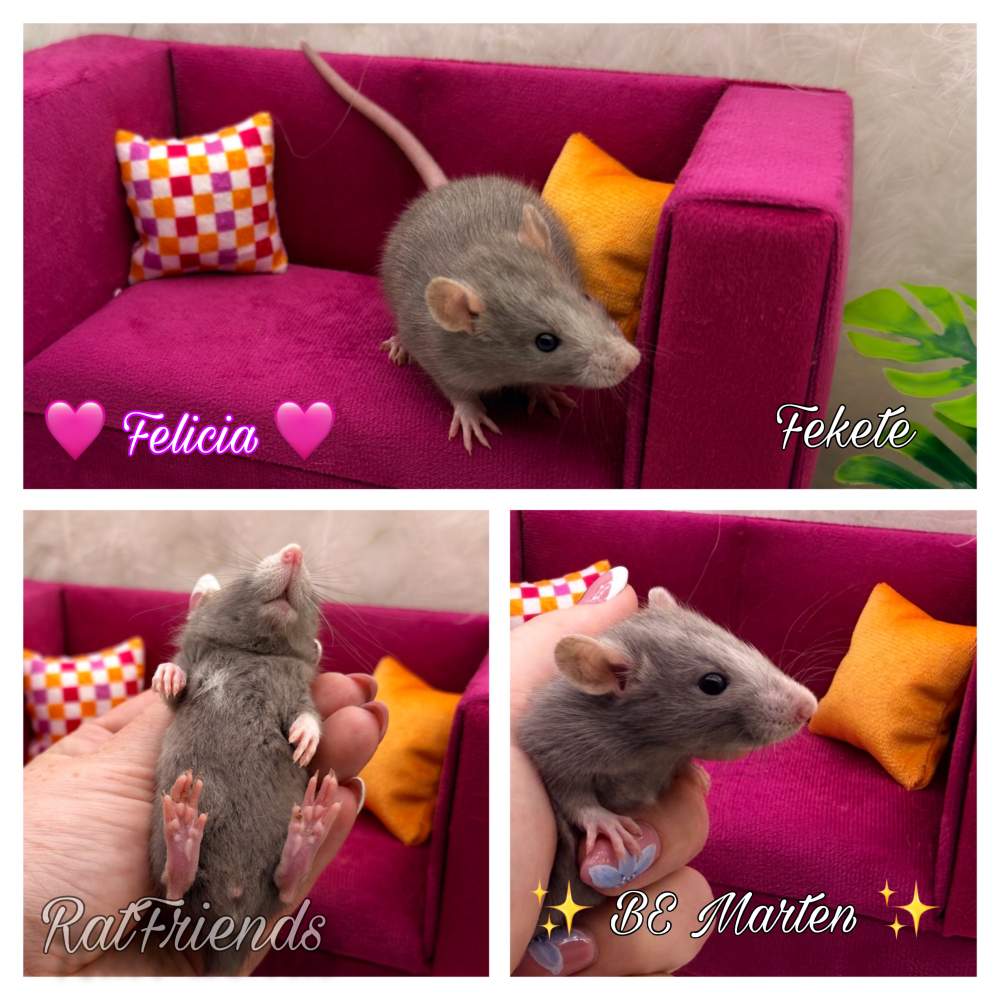 Fancy rat Available for rehoming Rattus norvegicus 