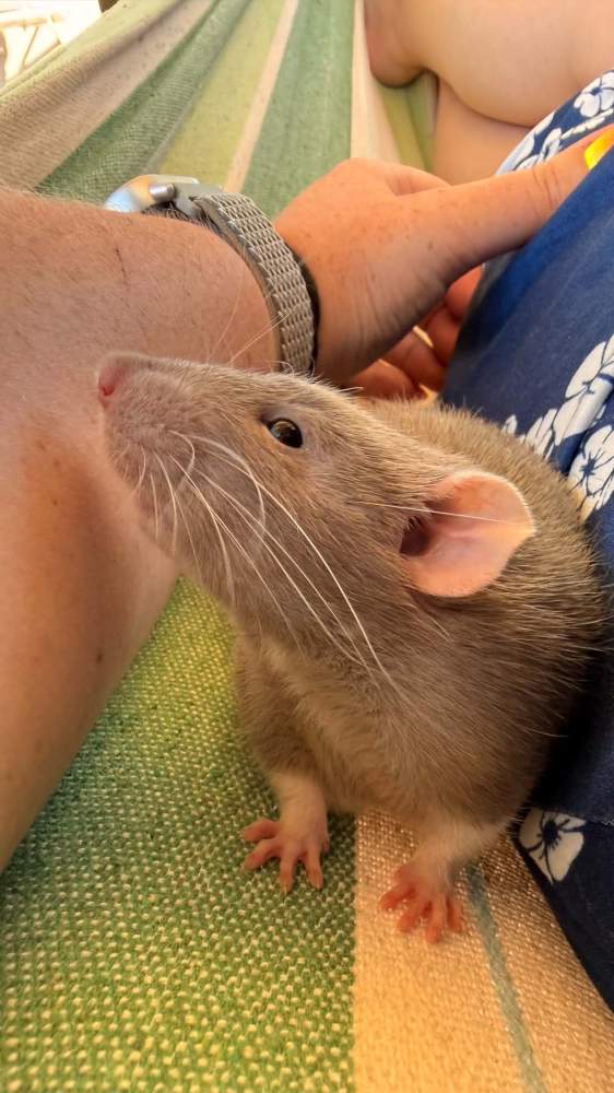 Fancy rat Breeder Rattus norvegicus 