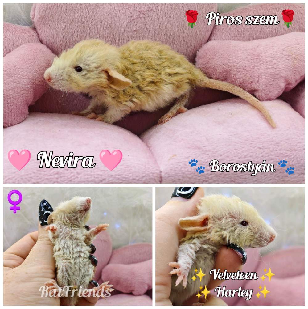 Fancy rat Show animal Rattus norvegicus 