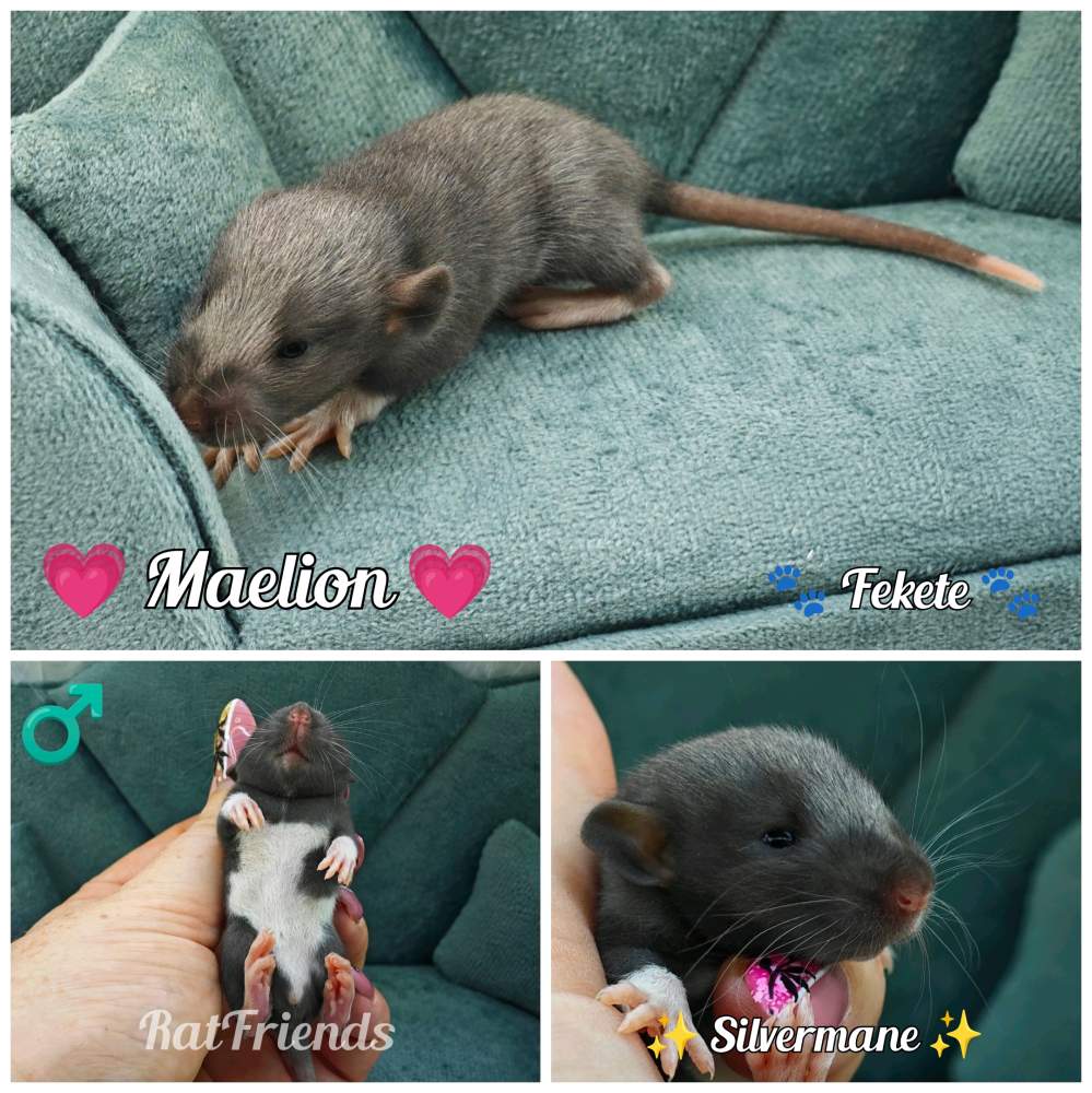 Fancy rat Rehomed Rattus norvegicus 