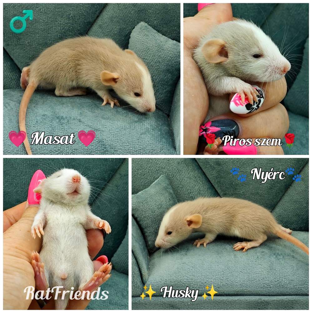 Fancy rat Rehomed Rattus norvegicus 