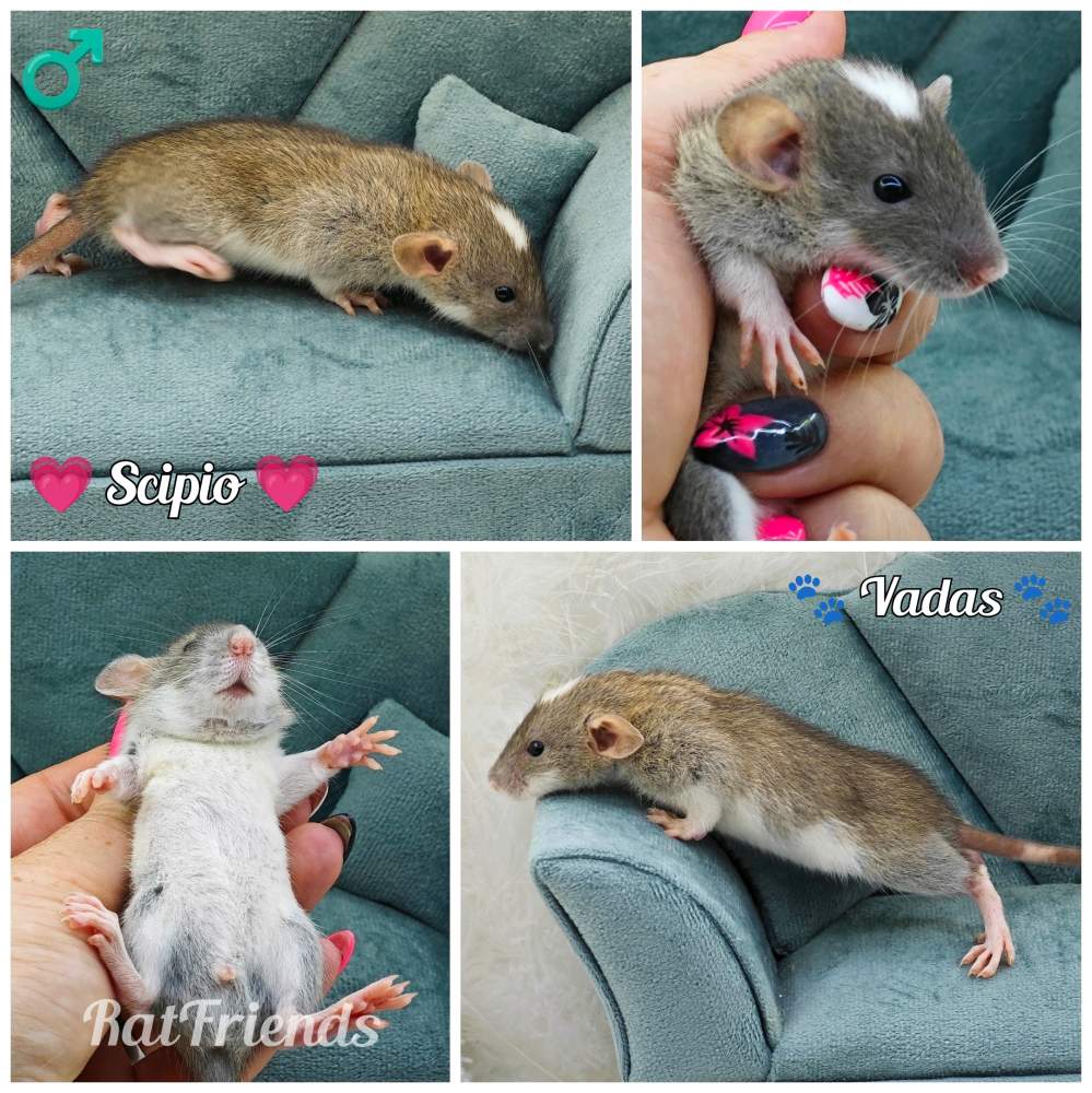 Fancy rat Available for rehoming Rattus norvegicus 