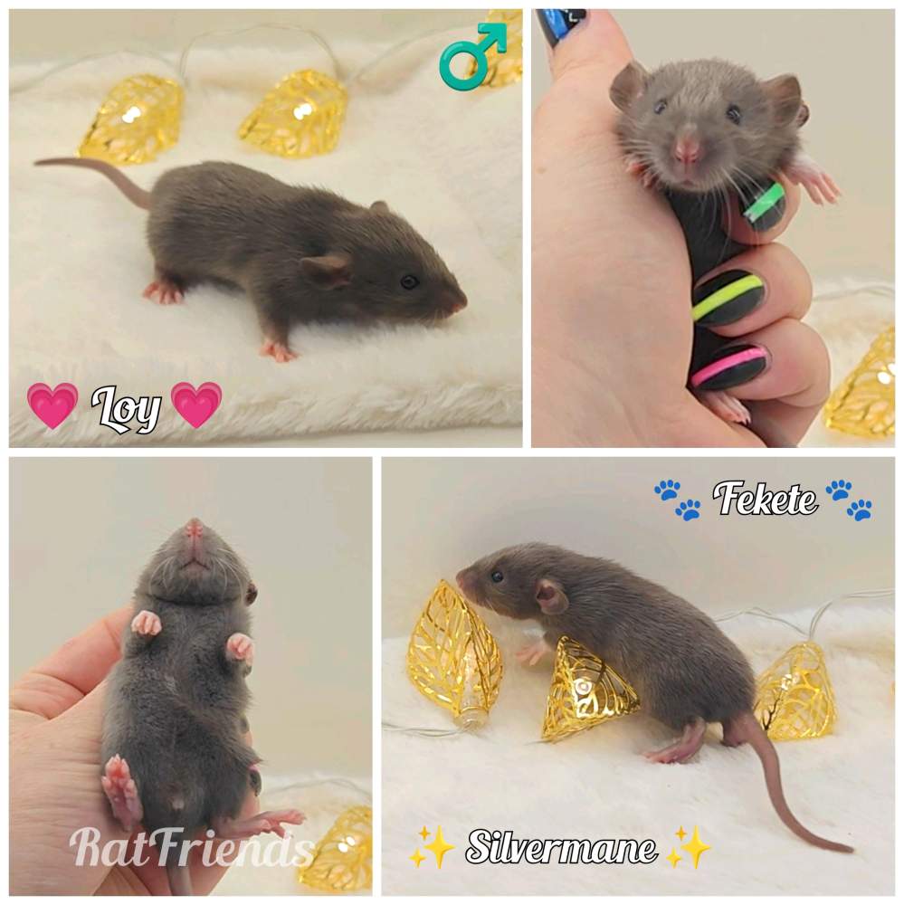 Fancy rat Owned by other Rattus norvegicus 