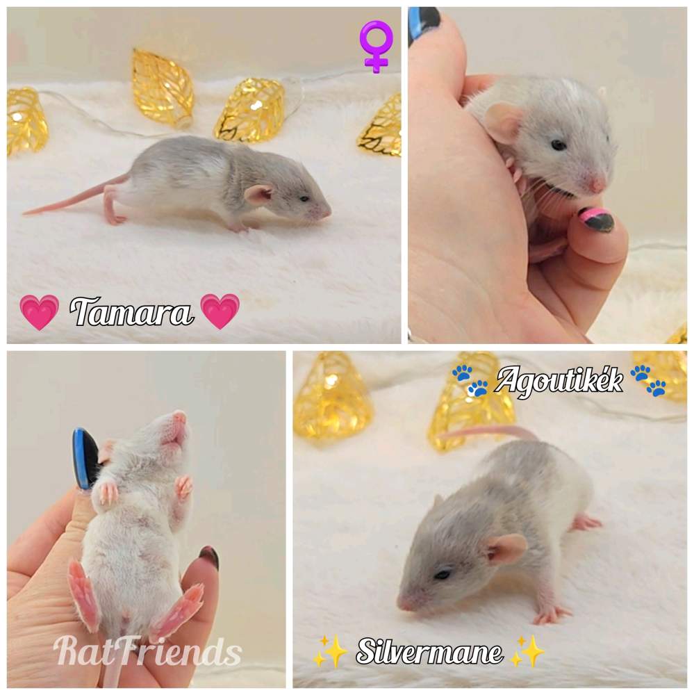 Fancy rat Owned by other Rattus norvegicus 