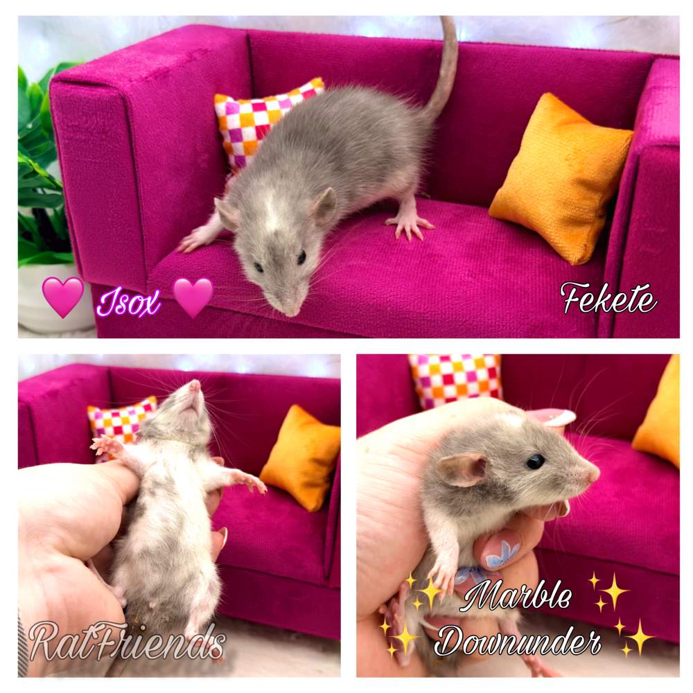 Fancy rat Breeder Rattus norvegicus 