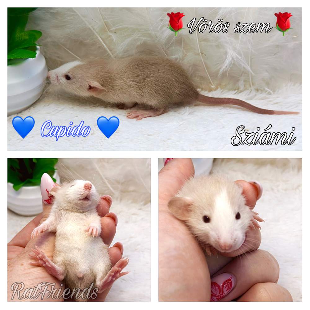 Fancy rat Available for rehoming Rattus norvegicus 